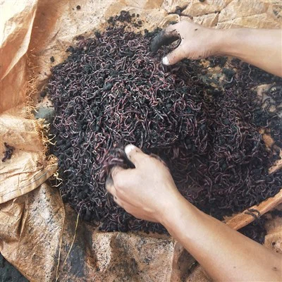 I 10 migliori fornitori di vermicompost in Cina